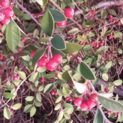 Cotoneaster pannosus at Kambah, ACT - 10 Apr 2023 05:53 PM