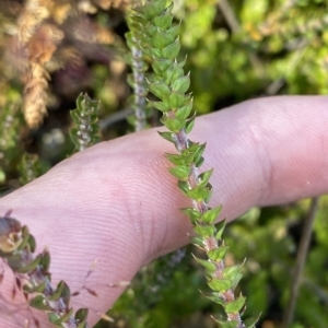 Epacris gunnii at Bimberi, NSW - 12 Mar 2023