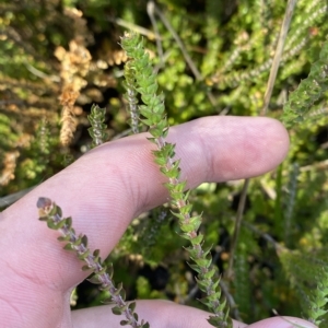 Epacris gunnii at Bimberi, NSW - 12 Mar 2023