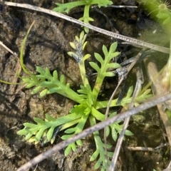 Cotula alpina (Alpine Cotula) at Bimberi, NSW - 12 Mar 2023 by Tapirlord