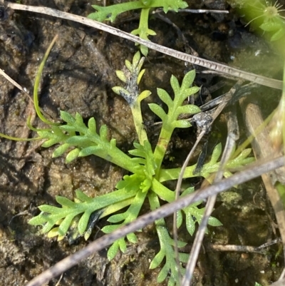 Cotula alpina (Alpine Cotula) at Bimberi, NSW - 12 Mar 2023 by Tapirlord