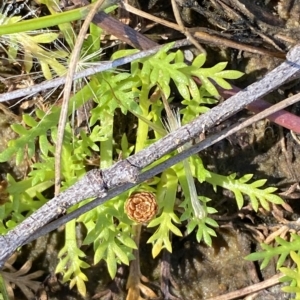 Cotula alpina at Bimberi, NSW - 12 Mar 2023 11:40 AM