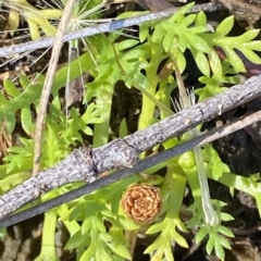 Cotula alpina at Bimberi, NSW - 12 Mar 2023 11:40 AM