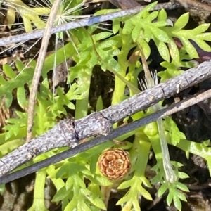 Cotula alpina at Bimberi, NSW - 12 Mar 2023 11:40 AM