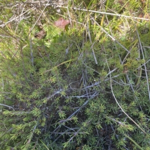 Pultenaea fasciculata at Bimberi, NSW - 12 Mar 2023