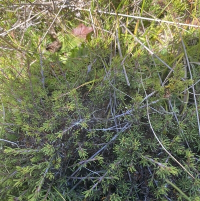 Pultenaea fasciculata (Bundled Bush-pea) at Kosciuszko National Park - 12 Mar 2023 by Tapirlord