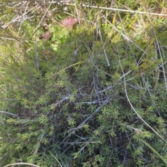 Pultenaea fasciculata at Bimberi, NSW - 12 Mar 2023