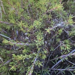 Pultenaea fasciculata at Bimberi, NSW - 12 Mar 2023