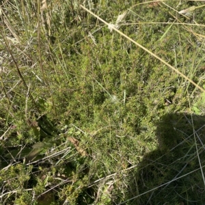 Pultenaea fasciculata at Bimberi, NSW - 12 Mar 2023