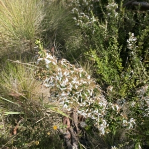 Olearia myrsinoides at Cooleman, NSW - 12 Mar 2023 11:19 AM