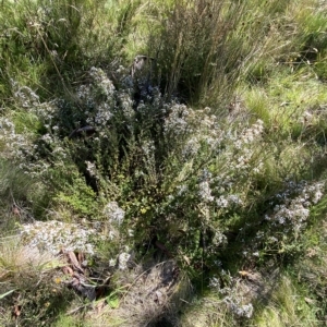 Olearia myrsinoides at Cooleman, NSW - 12 Mar 2023