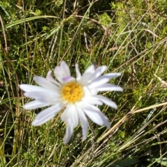 Celmisia sp. Pulchella (M.Gray & C.Totterdell 7079) Australian National Herbarium (Narrow-leaved Snow Daisy) at Namadgi National Park - 11 Mar 2023 by Tapirlord