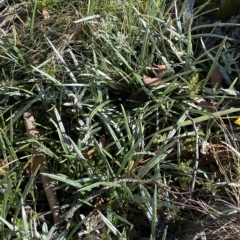 Celmisia tomentella (Common Snow Daisy) at Cotter River, ACT - 12 Mar 2023 by Tapirlord