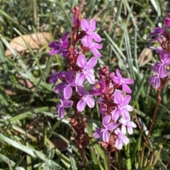 Stylidium montanum (alpine triggerplant) at Cotter River, ACT - 12 Mar 2023 by Tapirlord