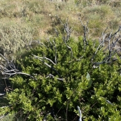 Orites lancifolius (Alpine Orites) at Cotter River, ACT - 12 Mar 2023 by Tapirlord