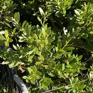 Orites lancifolius at Cotter River, ACT - 12 Mar 2023