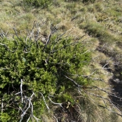 Orites lancifolius at Cotter River, ACT - 12 Mar 2023 09:19 AM