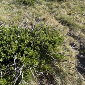 Orites lancifolius at Cotter River, ACT - 12 Mar 2023 09:19 AM