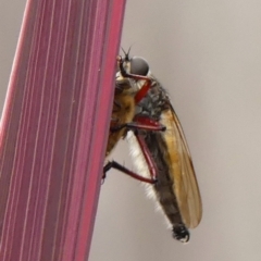 Colepia malleola (A robber fly) at Braemar, NSW - 2 Mar 2023 by Curiosity