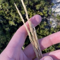 Deyeuxia carinata (Slender Bent-Grass) at Bimberi, NSW - 12 Mar 2023 by Tapirlord