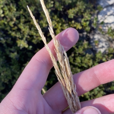 Deyeuxia carinata (Slender Bent-Grass) at Bimberi, NSW - 11 Mar 2023 by Tapirlord