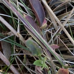 Deyeuxia carinata at Bimberi, NSW - 12 Mar 2023