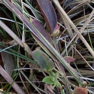 Deyeuxia carinata at Bimberi, NSW - 12 Mar 2023 09:15 AM