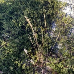 Deyeuxia carinata at Bimberi, NSW - 12 Mar 2023