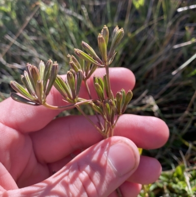 Aciphylla simplicifolia (Mountain Aciphyll) at Cotter River, ACT - 12 Mar 2023 by Tapirlord