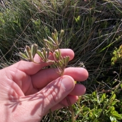 Aciphylla simplicifolia at Cotter River, ACT - 12 Mar 2023 08:58 AM