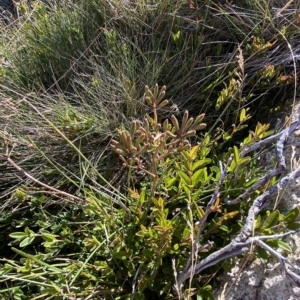 Aciphylla simplicifolia at Cotter River, ACT - 12 Mar 2023 08:58 AM