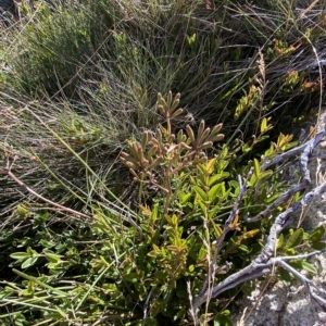 Aciphylla simplicifolia at Cotter River, ACT - 12 Mar 2023