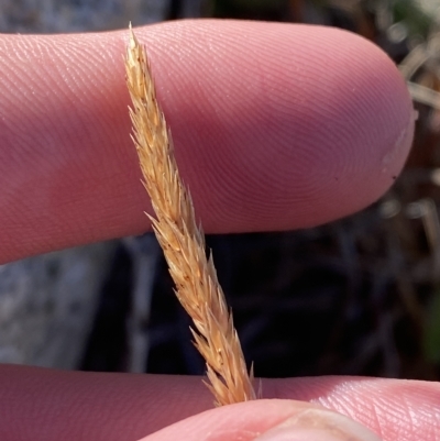 Deyeuxia crassiuscula (Thick Bent-grass) at Cotter River, ACT - 12 Mar 2023 by Tapirlord