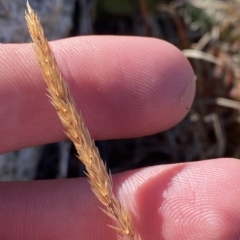 Deyeuxia crassiuscula at Cotter River, ACT - 12 Mar 2023 08:58 AM