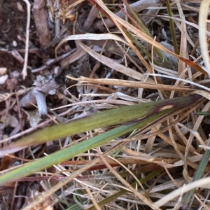 Deyeuxia crassiuscula at Cotter River, ACT - 12 Mar 2023