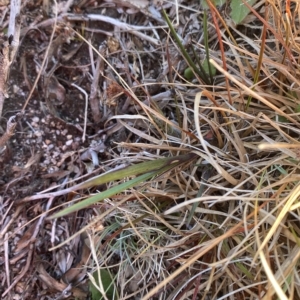 Deyeuxia crassiuscula at Cotter River, ACT - 12 Mar 2023