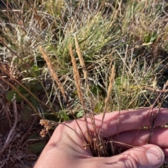 Deyeuxia crassiuscula at Cotter River, ACT - 12 Mar 2023 08:58 AM