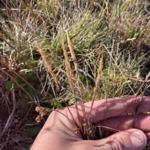 Deyeuxia crassiuscula at Cotter River, ACT - 12 Mar 2023