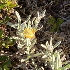 Coronidium monticola (Mountain Button Everlasting) at Cotter River, ACT - 11 Mar 2023 by Tapirlord