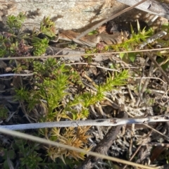 Stellaria pungens (Prickly Starwort) at Cotter River, ACT - 11 Mar 2023 by Tapirlord