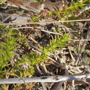 Stellaria pungens at Cotter River, ACT - 12 Mar 2023 08:56 AM