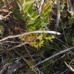 Stellaria pungens at Cotter River, ACT - 12 Mar 2023 08:56 AM