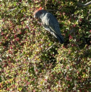 Callocephalon fimbriatum at Mawson, ACT - 11 Apr 2023