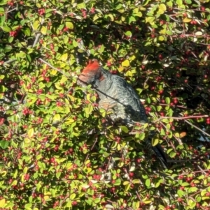 Callocephalon fimbriatum at Mawson, ACT - suppressed