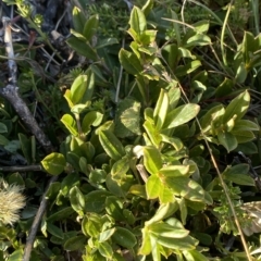 Podolobium alpestre (Shaggy Alpine Pea) at Cotter River, ACT - 12 Mar 2023 by Tapirlord