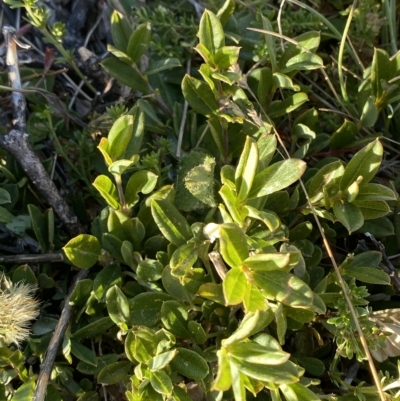 Podolobium alpestre (Shaggy Alpine Pea) at Cotter River, ACT - 11 Mar 2023 by Tapirlord