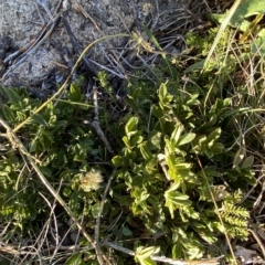 Podolobium alpestre at Cotter River, ACT - 12 Mar 2023 08:56 AM