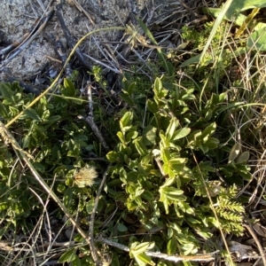 Podolobium alpestre at Cotter River, ACT - 12 Mar 2023 08:56 AM