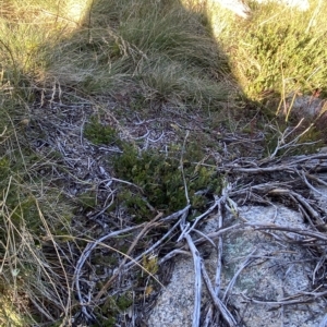 Podolobium alpestre at Cotter River, ACT - 12 Mar 2023 08:56 AM