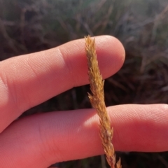 Deyeuxia crassiuscula (Thick Bent-grass) at Cotter River, ACT - 12 Mar 2023 by Tapirlord